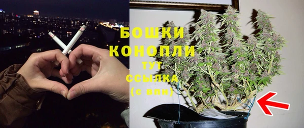 сатива Карпинск
